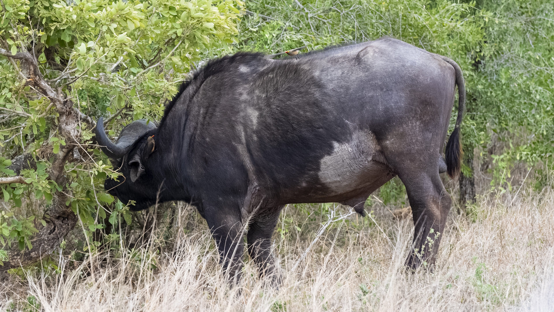 Kruger25 2025 10 28 13 57 10 ILCE 9M3 476
